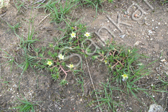 Portulaca pilosa